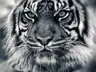 silverc45's Avatar