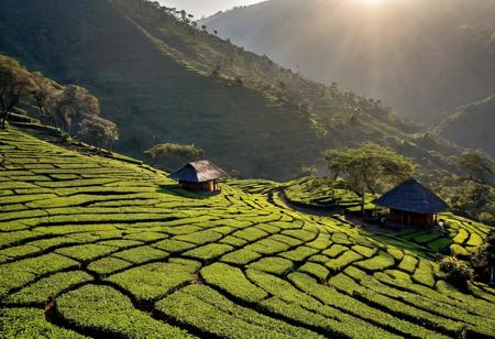 In a terraced tea farm in the Western Ghats where narrow tracks wind between manicured bushes and stone huts stand under banyan trees. At winter afternoon, sun lights the upper slopes, (tea shadows:1.1) pattern the ground, and tools rest against huts. ,, Masterpiece,best quality,realistic,HDR, 8K, masterpiece, best_quality, absurdres, ultra-detailed, highly aesthetic,sweeping landscapes, unique perspectives, epic scale, revealing hidden beauty, showcasing vastness, immersive experience, precise compositions, expert piloting, dynamic angles, cinematic storytelling, showcasing natural wonders, aerial exploration