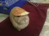 SlientFox224's Avatar