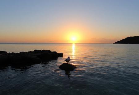 score_9, score_8_up, score_7_up, photo Quality, scenic setting of a calm Caribbean bay at sunset.  The water is crystal clear.  The sun is reflect off of the water.  A seagull sits on a rock in the middle of the bay