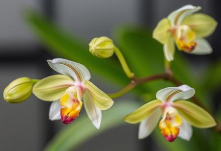 monkey orchid