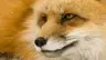 snowfox0110's Avatar
