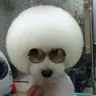 Angellect's Avatar