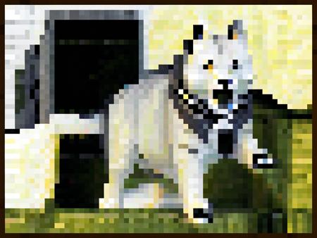 64x 48y, wolf, close up of a tamed wolf wearing a dog collar, the wolf is out of bounds and next to a ledge leading to a black void, white fur