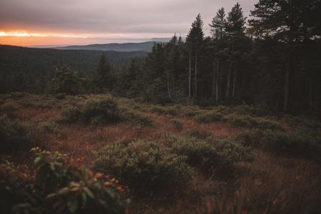 raw photo, a sunset landscape, Valdivian temperate forests, Chilean forest,  cozy, photorealistic, high detailed texture, 8k uhd, dslr, soft lighting, high quality, film grain, Fujifilm XT3, Sony A7 IV, highly detailed photography, (muted colors, cinematic, dim colors, soothing tones:1.2), vibrant, insanely detailed, hyperdetailed, (dark shot:1.2), (vsco:0.3), (intricate details:0.9), (hdr, hyperdetailed:1.2) (highest coherency: 1.39) (highest quality: 1.39) (rule of Thirds) (award winning) (breathtaking) (masterclass) (vibrant color: 0.79) (raining)