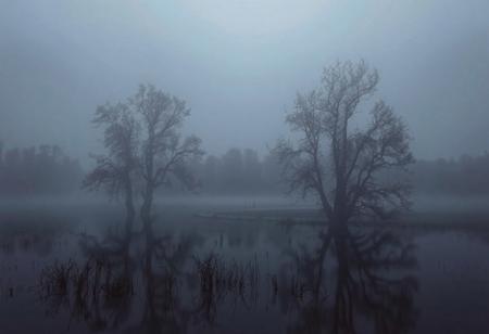 "Minimalist horror background, fog covering a still lake, spooky trees, twilight atmosphere, hauntingly beautiful"