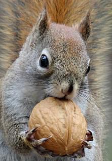 Nutler's Avatar