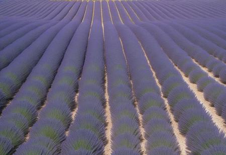 A lavender field under a blue sky in Provence, with rows of purple flowers stretching to the horizon, aerial perspective, showing the vastness of the landscape, in the style of nature photography