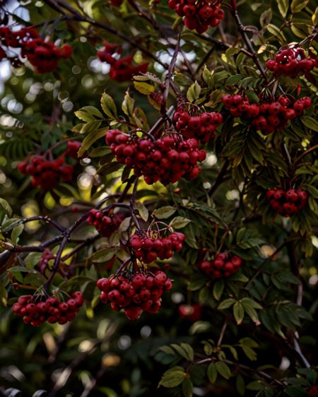 ryabina tree branches and berries, classic chrome, film grain, soft lighting,  bokeh  <lora:3rd_september_v1:0.75> <lora:AdvancedEnhancer:1.0>