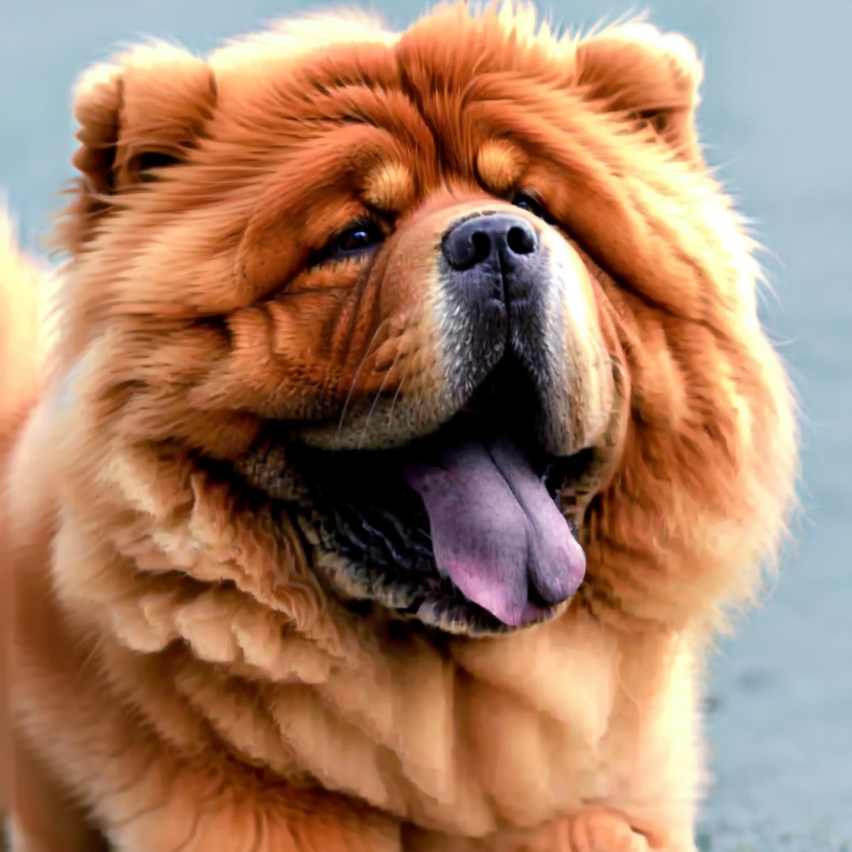 <lora:chowchow_v1:0.5>, dog, chowchow, blue tongue