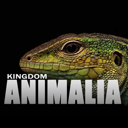 Kingdom Animalia: HD Nature photo style