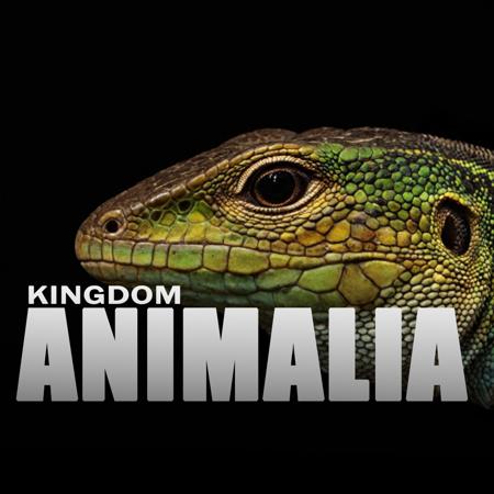 Kingdom Animalia: HD Nature photo style Smooth version