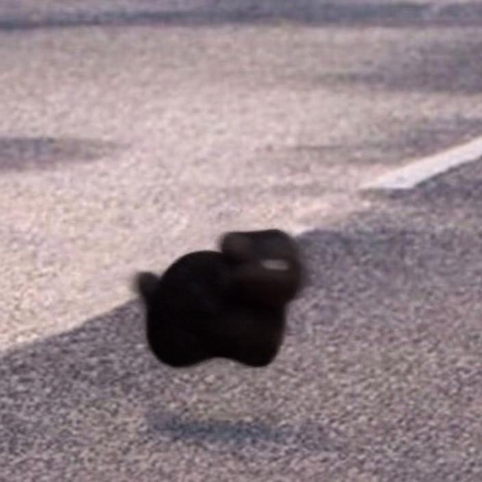 OIIA (Spinning Cat) [Wan 2.2 I2V-A14B]