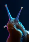 Dreamsnail's Avatar