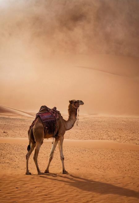 scenic view of a sand storm in the Sahara desert, a camel in the middle of it. (Use Dream Diffusion Secret Prompt). vibrant, award-winning, professional, highly detailed