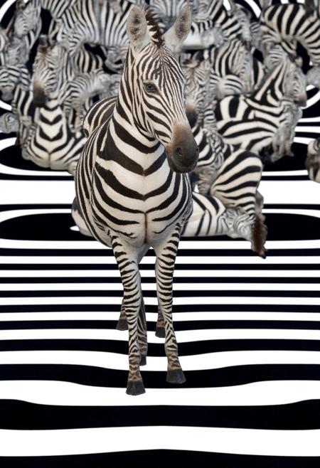 A captivating optical illusion of a zebra standing against a mesmerizing backdrop of alternating black and white horizontal stripes. The zebra's pose, with its curved body and head tilted towards the top-right corner, creates an illusory sense of motion amidst the static pattern. The stripes rise from the bottom, giving the impression of an infinite upward journey, merging art and perception in a visually striking manner.