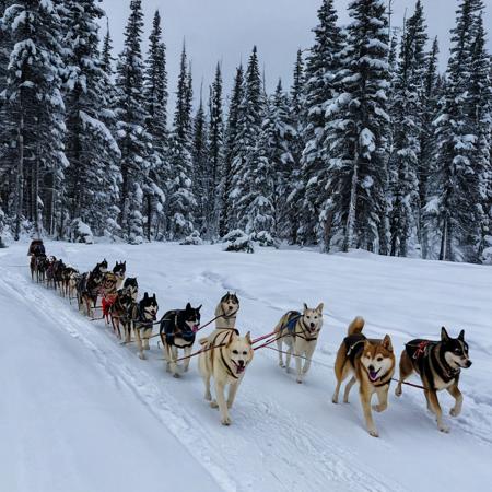Dog Sledding: The traditional mode of transportation in snowy regions.