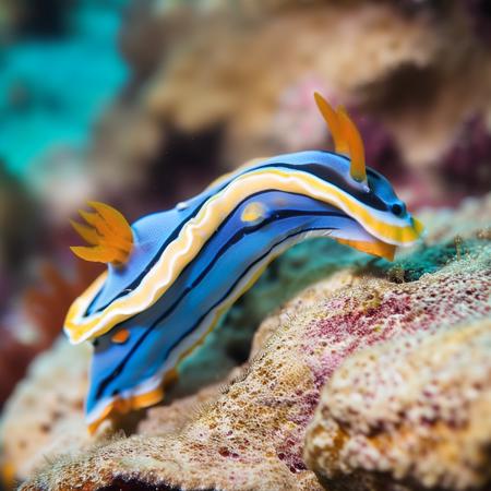 Nudibranchs Chromodoris Annae v1.0