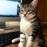 NotAPersonJustACat's Avatar