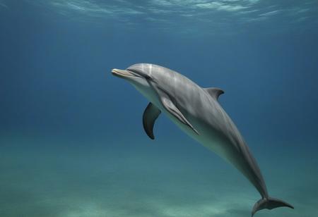 dolphin, underwater view