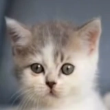 oreytv's Avatar