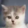 oreytv's Avatar