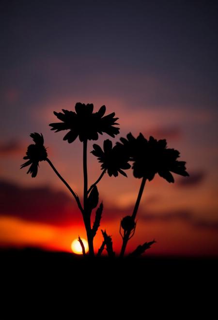 It depicts the silhouette of a flowers  against a beautiful sunset. Light, horizon, dark black, interacting with, from sun deep electric blue as it rises close to the  horizon  Dark Silhouette, turn dark red near,  the area around it turns deep red, light as the sky rises.  beautiful view, mysterious glow, beautiful clouds, depth of field, masterpiece, best quality, 8k, ultra-detailed, very aesthetic, superb composition, finest details, intricate details, absurdres, high contrast,