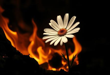 Monochromatic art inspired by John Batho and John Mckinstry, Detailed, naturalistic, realistic wildlife art, a vibrant daisy blooms amidst a fiery pit of burning brimstone, darkened landscape, warm glow on its delicate white center, abstract composition, poetic atmosphere, interplay of light, form, and texture, exercising minimalist geometry, French photographic style, exercising simplicity.
