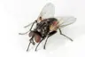 FLY236's Avatar