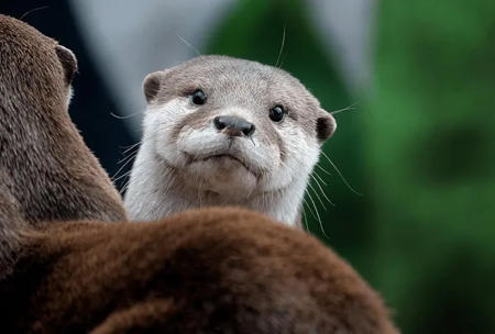 asian-smallclawed-otter-known-or.webp