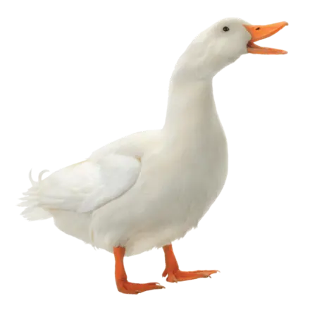 DivineDucky's Avatar