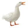 DivineDucky's Avatar