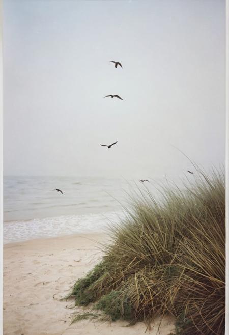 soaked_kaffee, instagramphoto, a foggy beach somewhere in europe with some birds in the sky, soft shadows, filmgrain