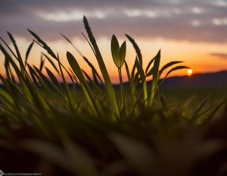 kkw-el-grass beautiful landscape at sunset, (kkw-hdr:0.69) (kkw-ph-2)