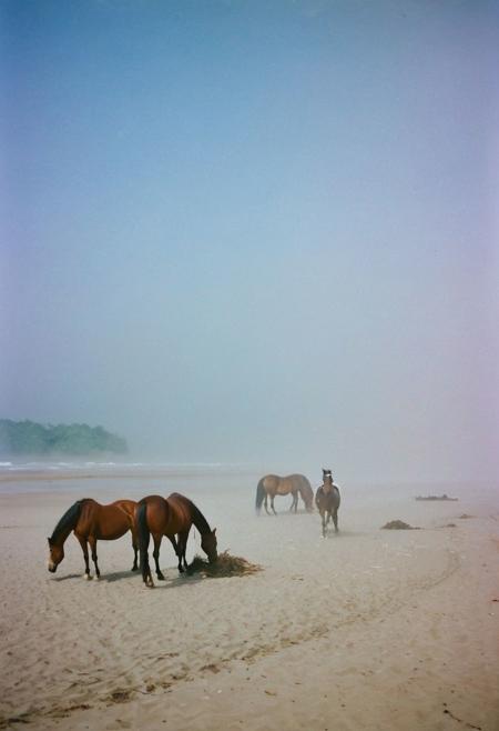 soaked_tea_brand, a foggy beach somewhere in asia with some horses on the ground and birds in the sky, soft shadows, filmgrain
