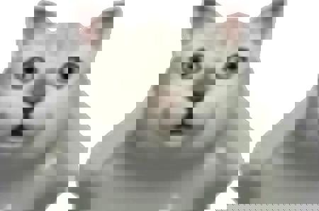 ManjuuTaberu's Avatar