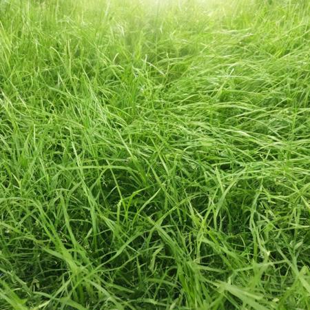 <lora:SDXL_Grass_texture_Sa_May:1> grass sunny