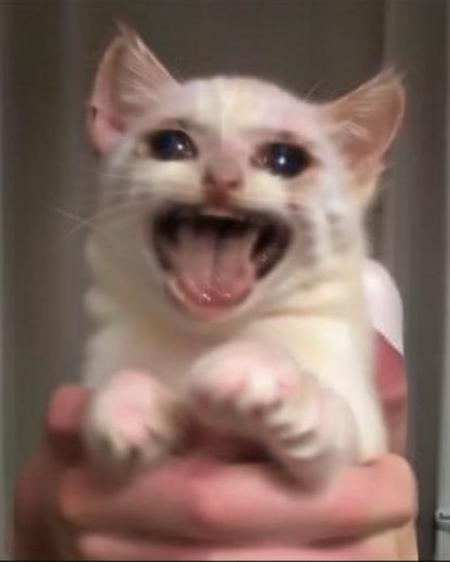a white kitten  open mouth weirog  crying sad  <lora:weirogs_del:1> <lora:sadcatmeme:1>