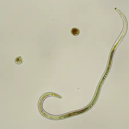 caenorhabditis_elegans