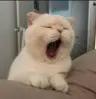 Akiiiiiiiiiii's Avatar
