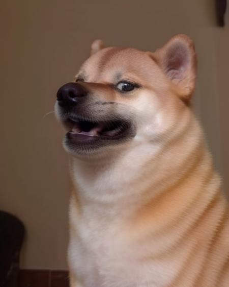 cinematic fisheye closeup of a shiba inu dog weirog <lora:weirogs_del:.85> <lora:Cheems_50_2-000001:1> grinning