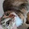dovemayo's Avatar