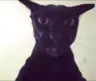 Major69's Avatar