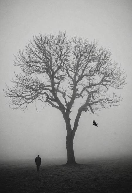 grainy image, lonely tree, a man, a bird, mist,fog,dark atmosphere,  slow motion,  black and white grainy image, dark, horror, moody  melancholic