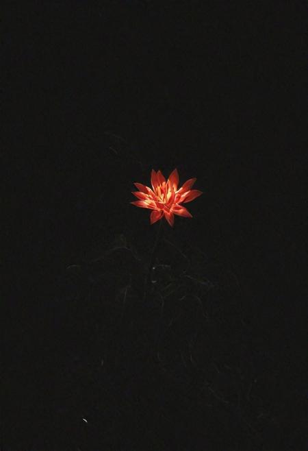 an extremely delicate and beautiful, extremely detailed ,CG,unity,8k wallpaper, Amazing, finely detail, masterpiece, best quality,official art,extremely detailed CG unity 8k wallpaper,absurdres, incredibly absurdres, huge filesize , ultra-detailed, highres, extremely detailed,beautifu on a beautiful star-filled night, a insane crazy flower is cutting trough the darkness with a sword of light!  <lora:- SDXL - vant_blk_contrast_V2.0:0.8> Neon Red Light