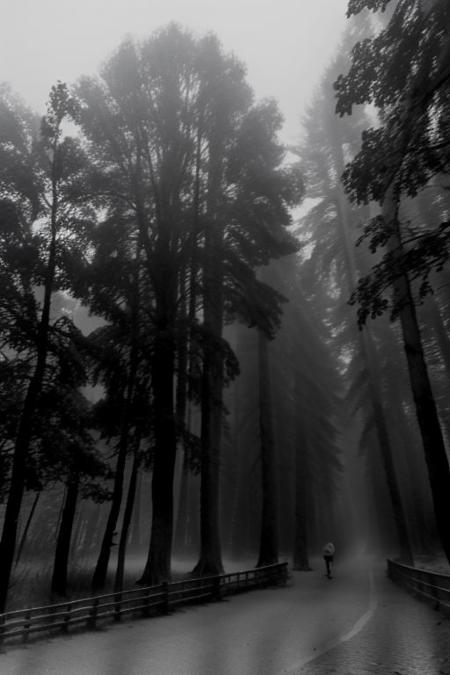 KB_orwo_NP22, instagram photo, a foggy forrest , hard shadows, film grain