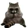 PNG_of_a_Raccoon's Avatar