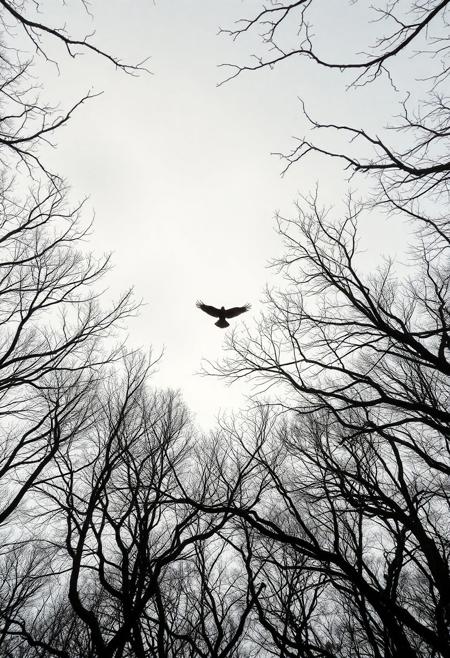 This image presents a unique blend of nature's raw beauty and complex mathematical expressions. A solitary bird, captured mid-flight, dominates the frame, silhouetted against a softly lit, overcast sky. Its wings are outstretched, suggesting purposeful movement through the air. Below the bird, a dense canopy of trees, devoid of leaves, stretches across the landscape, creating an intricate pattern of branches that reach towards the center. The perspective is unusual, looking directly up through the intertwined limbs, emphasizing the bird's solitary journey.