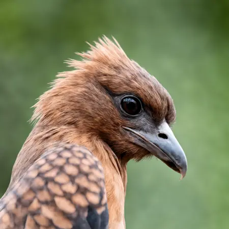 FP32 SDXL/FLUX Refiner & CLIP-G-Large FP32 (Pruned)