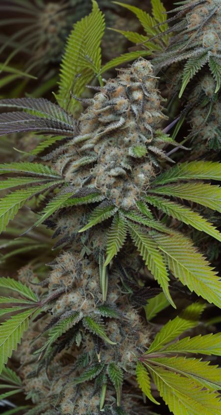 <lora:GANnabis:1> GANnabis, a photo of marijuana flower and leaves, sour diesel OG cannabis strain, dark leaves, colorful, showcase photo